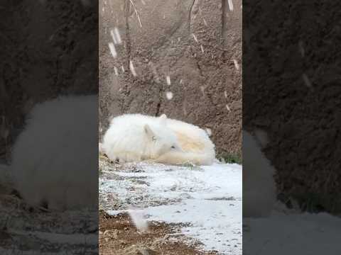 shorts   ホッキョクオオカミの燦那ちゃん　那須どうぶつ王国にて　2026年1月2日 サムネイル