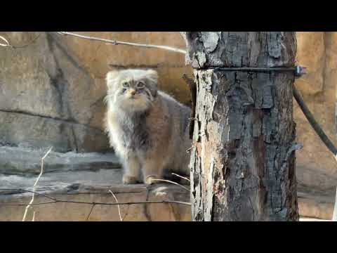 相変わらず☺️みんなをキャーキャー言うわせてしまうアブリコースちゃん🥰　マヌルネコ　那須どうぶつ王国にて　2026年3… サムネイル