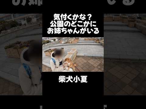 この公園のどこかにお姉ちゃんがいる 神戸 柴犬 shiba shibainu サムネイル