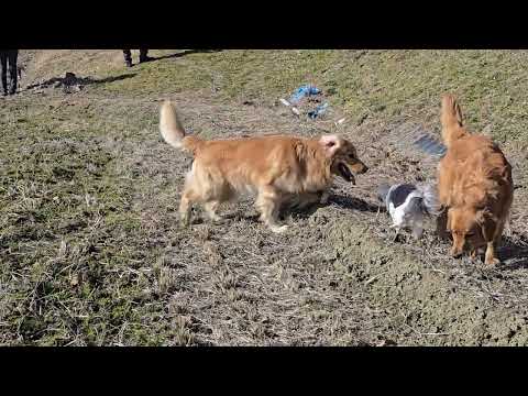 兄妹？同胎犬（一緒に産まれた）のシェルビー君とイロハで思い切り遊ぶ土曜日の午後。 サムネイル