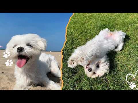 Why Maltese Are Perfect Apartment Dogs サムネイル