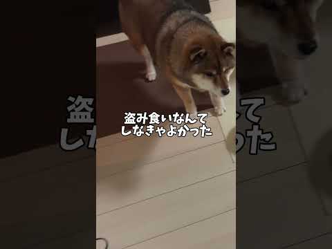 飼い主が怪しい！柴犬も戦慄したその行動は😂 サムネイル