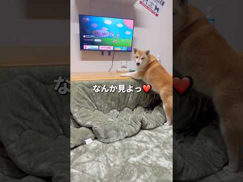 コタツにテレビ🐶☺️❤️柴犬 shibainu shorts サムネイル