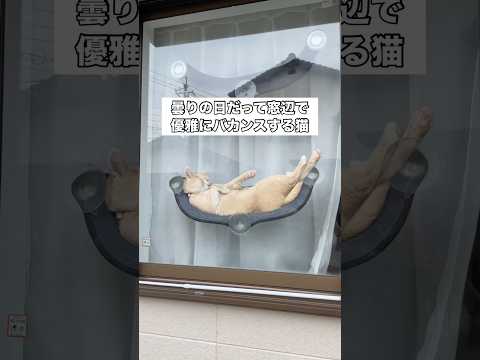 曇天でも窓辺で優雅にバカンスする猫 猫 ウィンドウベッド 茶トラ shorts サムネイル