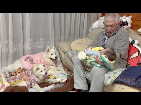 華やかな孫娘たちに囲まれて嬉しそうな執事ぃ＆ひな祭りご飯を大喜びで爆食いする柴犬とサモエド サムネイル