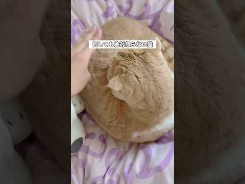 何しても絶対怒らない愛猫の背中をポンポンし続けたら スコティッシュフォールド スコティッシュ 家猫 shorts サムネイル