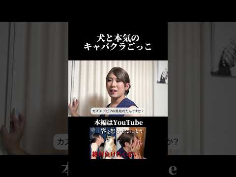 【切り抜き】本気のごっこ。 柴犬 チワワ shorts サムネイル