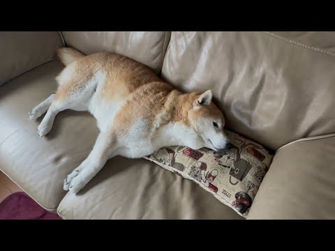 柴犬福 自らソファーで枕使ってた時の柴犬🤣Shiba-Sleep🤣 サムネイル