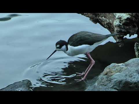 デカい　セイタカクロシギ　神戸どうぶつ王国　2025年12月28日　00058 サムネイル