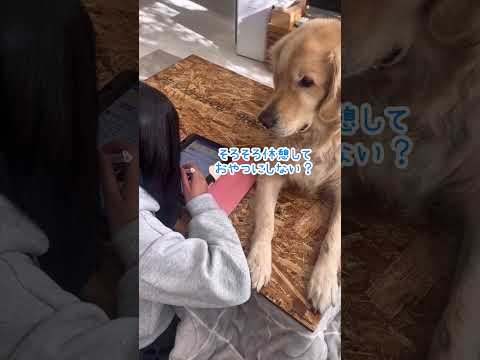 姉の勉強を大胆に邪魔する犬 ゴールデンレトリバー 大型犬のいる生活 可愛い 大型犬と子供 サムネイル
