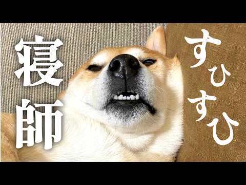 何もしたくない柴犬がこちらです サムネイル