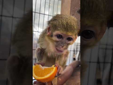 ご支援のいよかんを美味しそうに食べるくるみおばあちゃん♫動物 動物園 支援 サムネイル