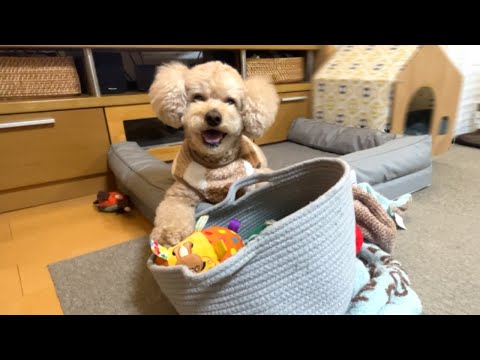 プレゼントをもらって嬉しさのあまりニヤけ顔になる大きいトイプードル【デカプー】【トイプードルのロアくん】【toy po… サムネイル