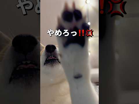 どうやらダメらしい😂柴犬 shibainu shorts サムネイル