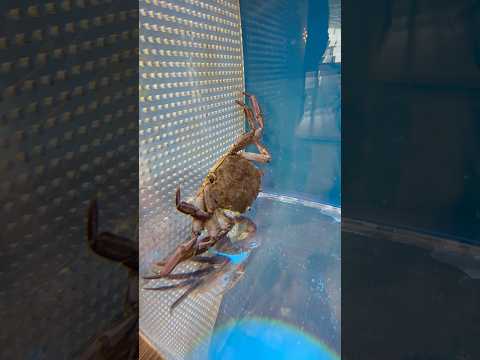 shorts モズクガニ　　仮想すし処湧水　山梨県立富士湧水の里水族館にて　2026年2月21日 サムネイル