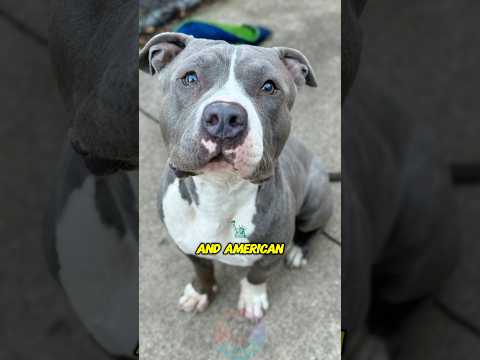 What’s the Difference Between Pit Bulls and American Bullie… サムネイル