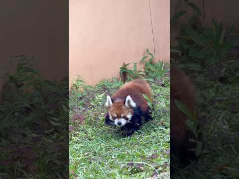 shorts お誕生日おめでとう🎊 本日の風太くん(14:45〜扉開放！) レッサーパンダ　千葉市動物公園にて　202…