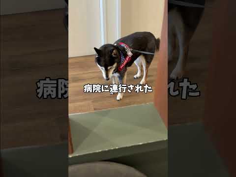 病院へ連行された🐕黒柴の決意！ サムネイル