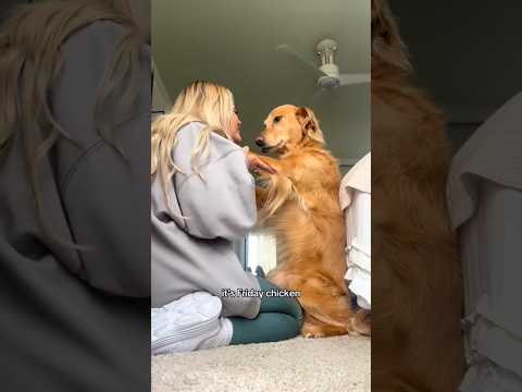 coming home to my golden retriever🥵 goldenretreiver dog ind…