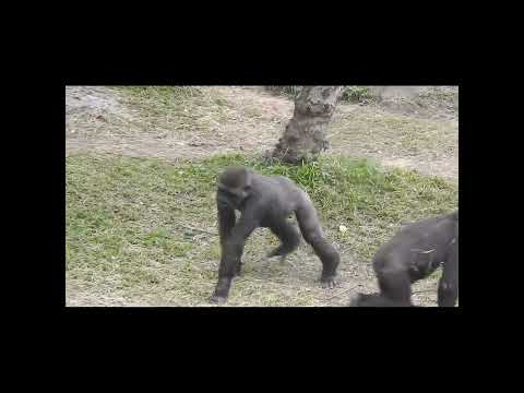 gorilla brothers Jabali 5y2m old & Ringo 4y7m old. shorts.… サムネイル