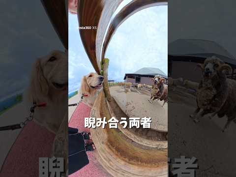 マザー牧場に行ってきました🐮🚗³₃ひつじさんと対戦する麹が可愛すぎた🤦‍♀️ゴールデンレトリバー 犬と2人暮らし マザ… サムネイル