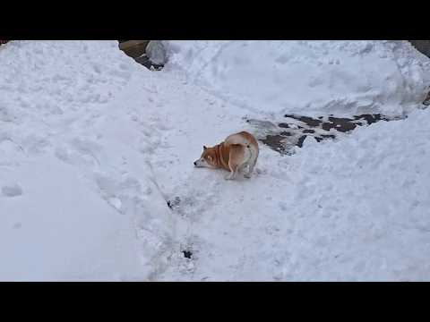 モモさんがお散歩前にやる儀式 サムネイル