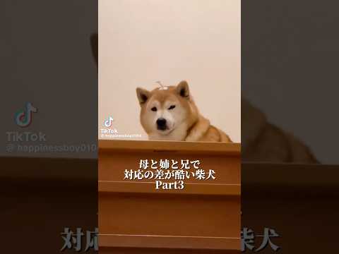柴犬福 母と姉と兄とで対応の差が酷い柴犬🤣Sis,Mom,bro and Shiba🤣姉と柴 兄と柴 shorts 柴…