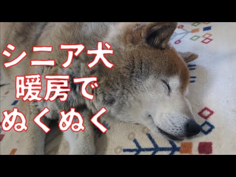 【1080】シニア犬必須！幸せのホットカーペット サムネイル