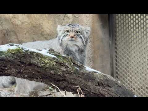 おはようナゴムくん　マヌルネコ　那須どうぶつ王国にて　2026年1月1日 サムネイル