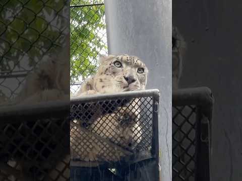 shorts リヒトくん ペロペロ😊　ユキヒョウ　　大森山動物園にて　2026年5月21日 サムネイル