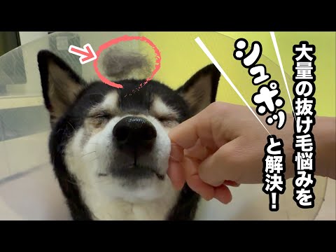 【多頭飼いの悩み】大量の抜け毛対策は、自動ゴミ収集掃除機におまかせ！ サムネイル