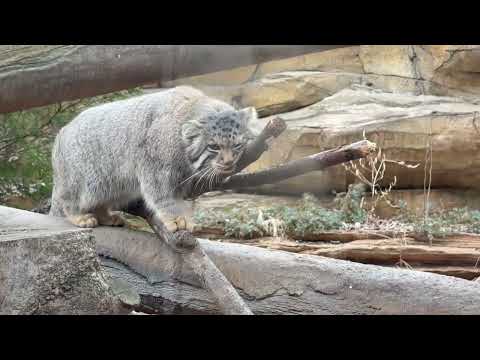 その細さの枝でも大丈夫なんだ〜🫢　マヌルネコのナゴムくん　那須どうぶつ王国にて　2026年2月27日 サムネイル