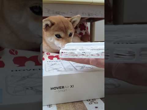 ドキドキ！空飛ぶカメラ 神戸 柴犬 サムネイル