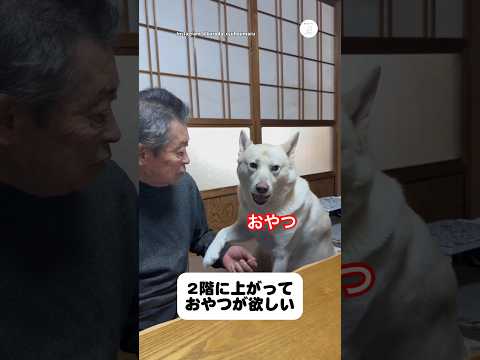 ジィちゃんに話しかける保護犬、行動が可愛い　　保護犬　犬　かわいい犬 かわいい 面白い サムネイル