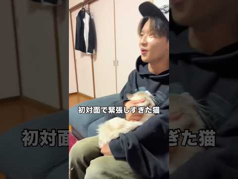 飼い主の友人との初対面で緊張しすぎた猫の末路 猫 ラグドール 丸すぎ shorts サムネイル