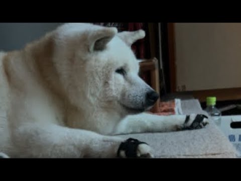 急遽、柴犬あいたん一人ぼっちのお留守番生配信。家族が帰ってくるまで。 サムネイル
