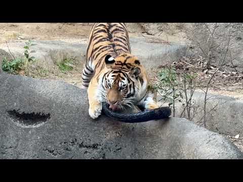 プレゼントされたタイヤを水場に持って来たサーシャちゃん　今日はサーシャの日　アムールトラ　浜松市動物園にて　2026年… サムネイル