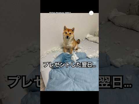 柴犬に冷たいマットを買ってあげた結果…😂　　　柴犬　犬　面白い　犬のいる暮らし 面白い犬 サムネイル