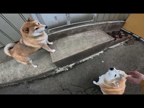 1秒でも早くおウチに入りたいココさんとお片付け終わるまで待っててくれるモモさん サムネイル