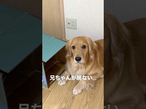 大好きな兄が居ないと悲しくて予想外な行動をする犬が猫すぎる...【ゴールデンレトリバー・ボーダーコリー】shorts