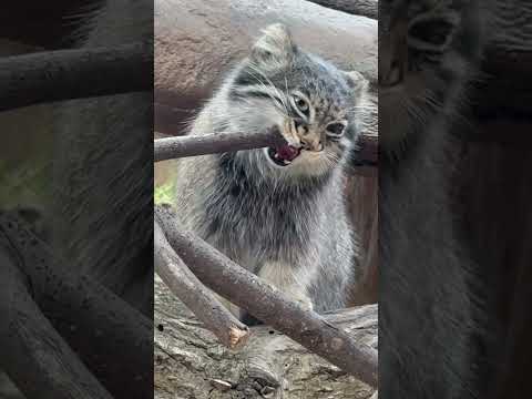 shorts ガジガジ アブちゃん🤭　マヌルネコ　那須どうぶつ王国にて　2026年4月24日 サムネイル