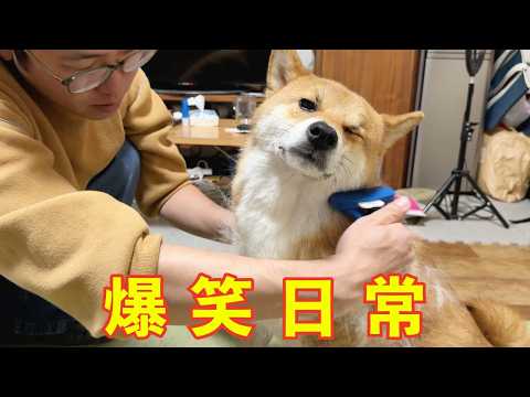 【換毛期】柴犬の止まらない大量の毛！終わらないブラッシング！その他裏方とお菓子でケンカのくだらない日常 サムネイル