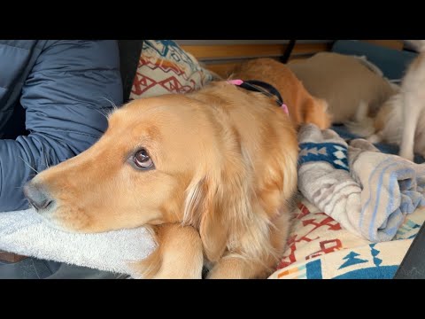 兄犬に八つ当たりされて、パパに言いつけるゴールデンレトリバー...【ボーダーコリー】 サムネイル