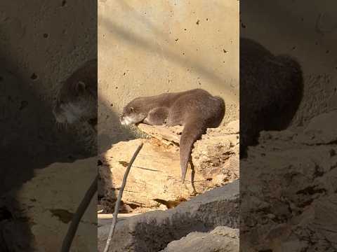 shorts ハラパンくん　コツメカワウソ　千葉市動物公園にて　2026年2月23日 サムネイル