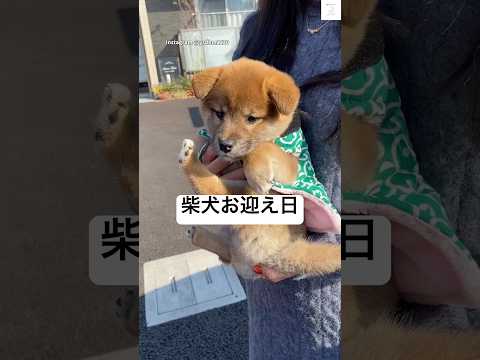初めての抱っこ…柴犬お迎えの日💕　#柴犬　#子犬　#犬　#かわいい #癒し サムネイル