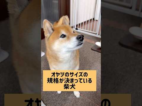 これやからパパは。 柴犬 サムネイル