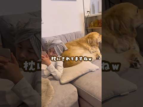 枕にもなるゴールデンレトリバー ゴールデンレトリバー 大型犬のいる生活 大型犬と子供 goldenretreiver サムネイル