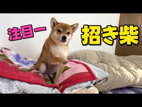 【腹減ったー】ご飯の催促は手招きで！柴犬小夏　ASMR サムネイル