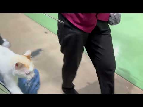 タルトくんのお膝サンポ🐾 なかなか見れない猫によるショー ザ・キャッツ(午後)那須どうぶつ王国にて　2026年4月11日 サムネイル