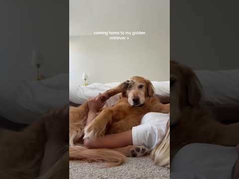 coming home to my golden retriever❤️india retreiver dog pup… サムネイル